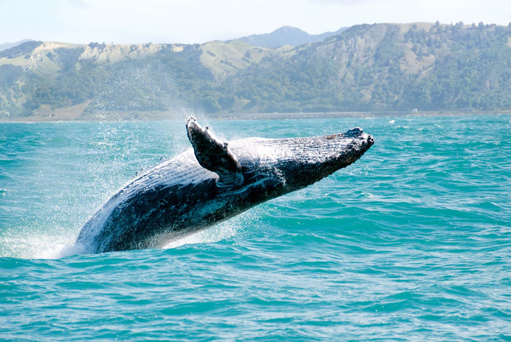 The Whale Observation